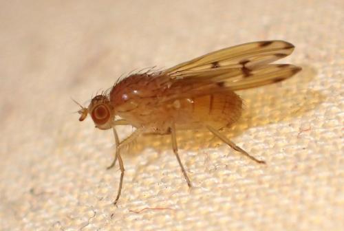 Réf. 264 871 : Meiosimyza decempunctata